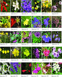 colour images of the flowering plants