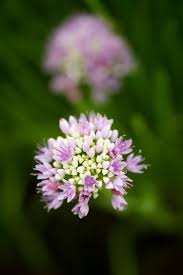 Allium angulosum | mouse garlic/RHS Gardening