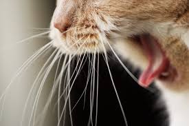 Image result for cat coughing