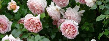 Jetzt im sommer machen viele von euch wieder wunderschöne fotos von den eignen rosen im garten 🌹📸. Rosen Im Garten Und Auf Dem Balkon Mdr De