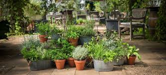 Ambiente Blog In The Herb Garden