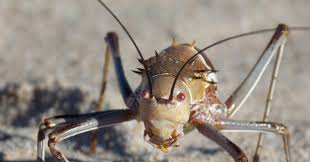 Find & download free graphic resources for cricket insect. The Creature Feature 10 Fun Facts About The Armoured Bush Cricket Wired