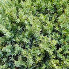 juniperus communis green carpet
