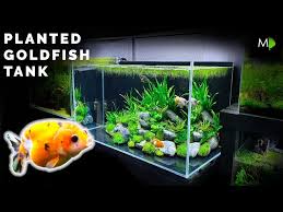 planted goldfish aquarium tutorial