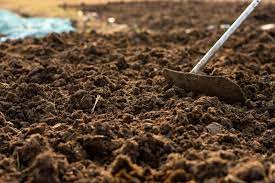 Cow Manure Composting All You Need To