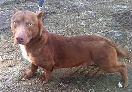 Avoid getting your puppy from an online advertisement or a retail pet store, as dogs from these. What Is A Dachshund Pitbull Mix Information For The Pitwee Thegoodypet