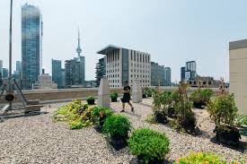 Urban Farming In Toronto Microhabitat Ca