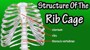 Your rib cage defines your body's thoracic region, and includes your sternum, your 12 thoracic vertebrae and 12 pairs of ribs. Structure Of The Rib Cage How Many Ribs In Human Body What Is The Sternum Youtube