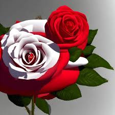 beautiful stunning rose red roses white