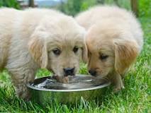 when-should-you-stop-giving-a-puppy-water-at-night