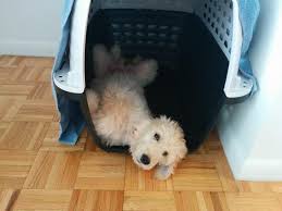 To potty train your puppy the fastest, use the noah strategy. Crate Training Your Puppy Goldendoodle Breeder Ny Goldendoodle Puppies Ny Mini Sheepadoodle Puppies Doodles By River Valley Doodle Puppies