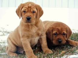 Cute & colorful 8 week old pups! Redwood English Labradors Labrador Puppies Akc English Labradors