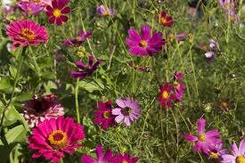 favourite summer bedding plants have