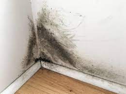 Black Mold On Drywall Get Rid Of It