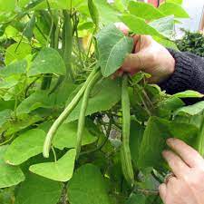 how to sow plant and grow runner beans