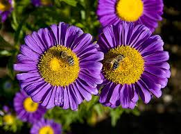 purple flowers bees bayern bavaria