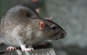 The 5 Best Ways To Get Rid Of Rats In
