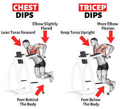 what do dips work a guide for