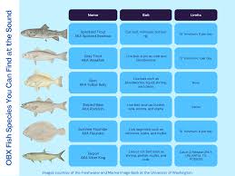 a guide to obx fish species outer