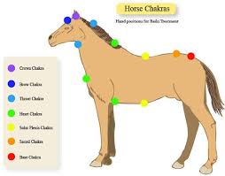 Horse Chakra Chart With Reiki Hand Positions Animal Reiki