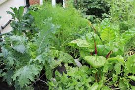 Best Edible Plants You Can Grow In