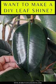 How To Clean Dusty Houseplant Leaves