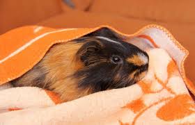 make washable guinea pig cage liners