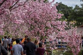 celebrate cherry blossom festival at
