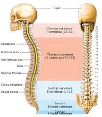 Cervical bones diagram 12 photos of the cervical bones diagram cervical bones diagram, cervix anatomy diagram related posts of human back bones diagram human bone parts name. Diagram Of Vertebral Column Showing Different Parts And Regions Of The Download Scientific Diagram