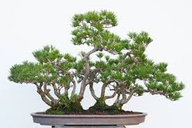 repotting a red pine forest bonsai