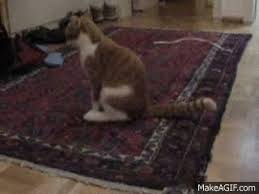 cat dragging over the carpet on