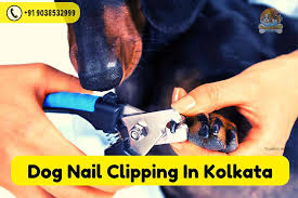 dog nail clipping service in kolkata