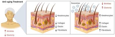 exosomes in cosmetics skin care