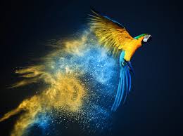 blue and yellow macaw hd wallpapers and