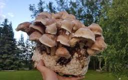 which-mushroom-has-the-most-health-benefits
