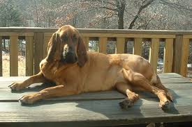 Bloodhounds Size