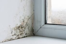 How To Get Rid Of Black Mould Bona