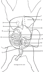 Pig Anatomy Diagram Wiring Diagrams