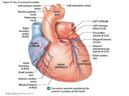 Cardiac Vascular Anatomy Cardiac Cath Lab Nursing Images
