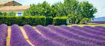 Das günstigste angebot beginnt bei € 40. Ferienwohnungen Ferienhauser Provence Casamundo
