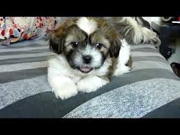 toy poodle and shihtzu puppy mix you