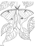 Moth (tulip tree silk) coloring page. Butterfly And Caterpillar Coloring Pages And Printable Activities