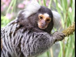 Image result for marmoset