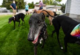 Expand to view full transcript. Homes For Hounds Local Adoption Group For Greyhounds Is Hard At Work Amid An Influx Of Canines The Spokesman Review