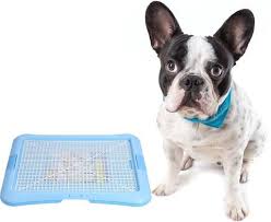 Caring for a vulnerable french bulldog puppy is a big responsibility. Are French Bulldogs Easy To Potty Train Frenchie Shop