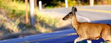 You are more likely to hit a deer between the hours of 7 p.m. Deer Accidents And Car Insurance What To Know Nerdwallet
