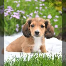 dachshund miniature puppies