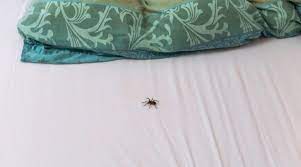 How To Keep Spiders Out Of Your Bed 10