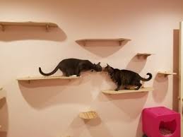 The ones available at the pet stores have several disadvantages: Best Cat Shelves Contempocat Wall Steps Tails Tips