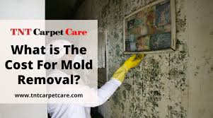 cost for mold removal in el cajon